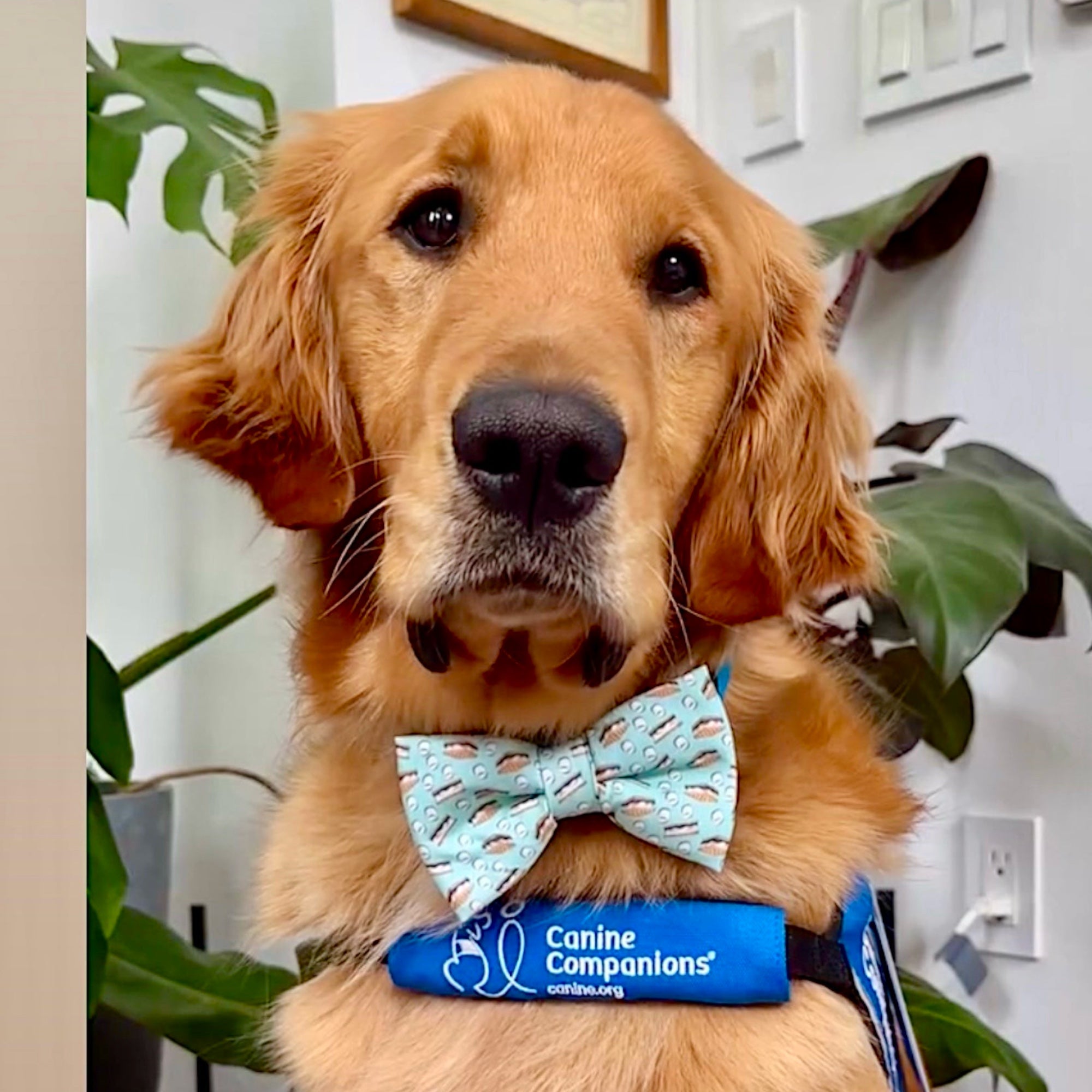 Camping dog bow tie worn by a golden retriever