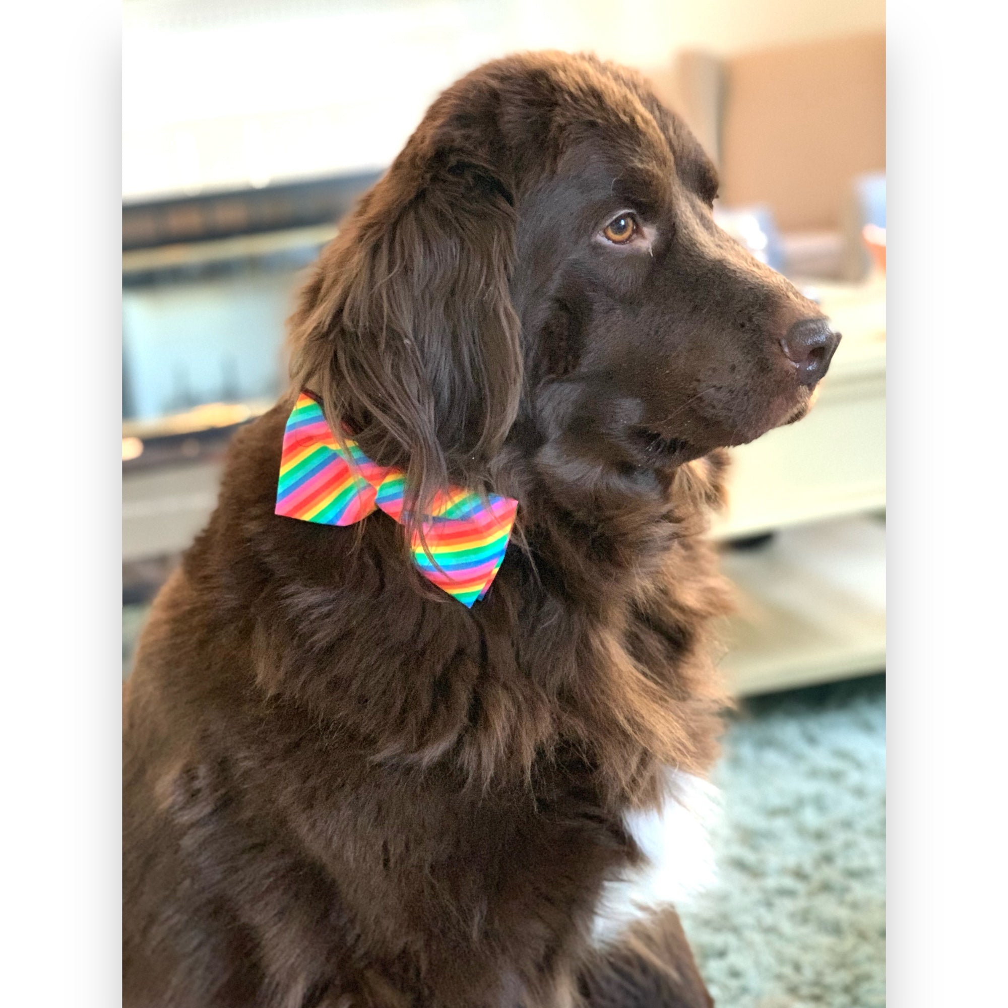 Rainbow dog bow tie being worn by a large brown dog