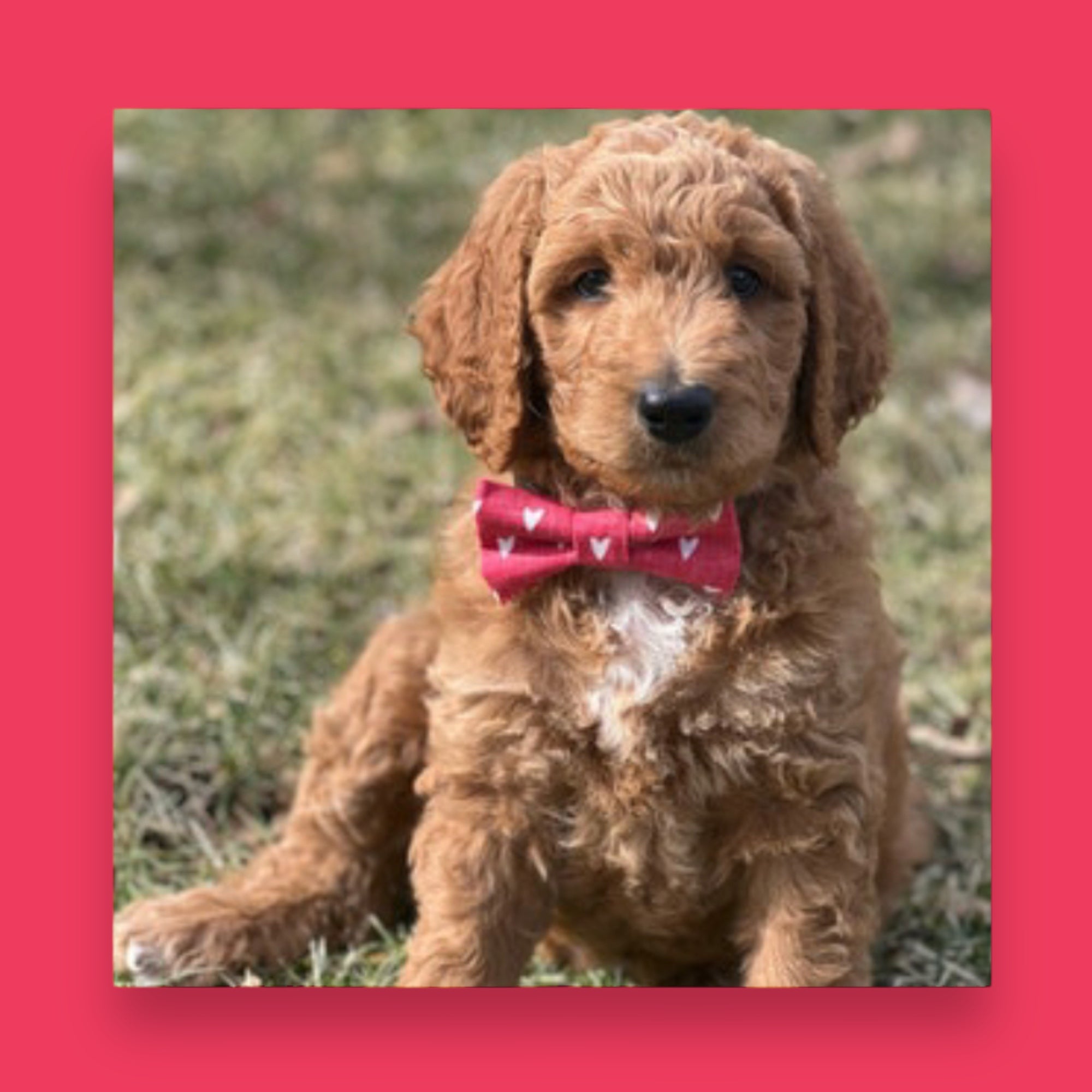 Heart puppy dog bow tie worn