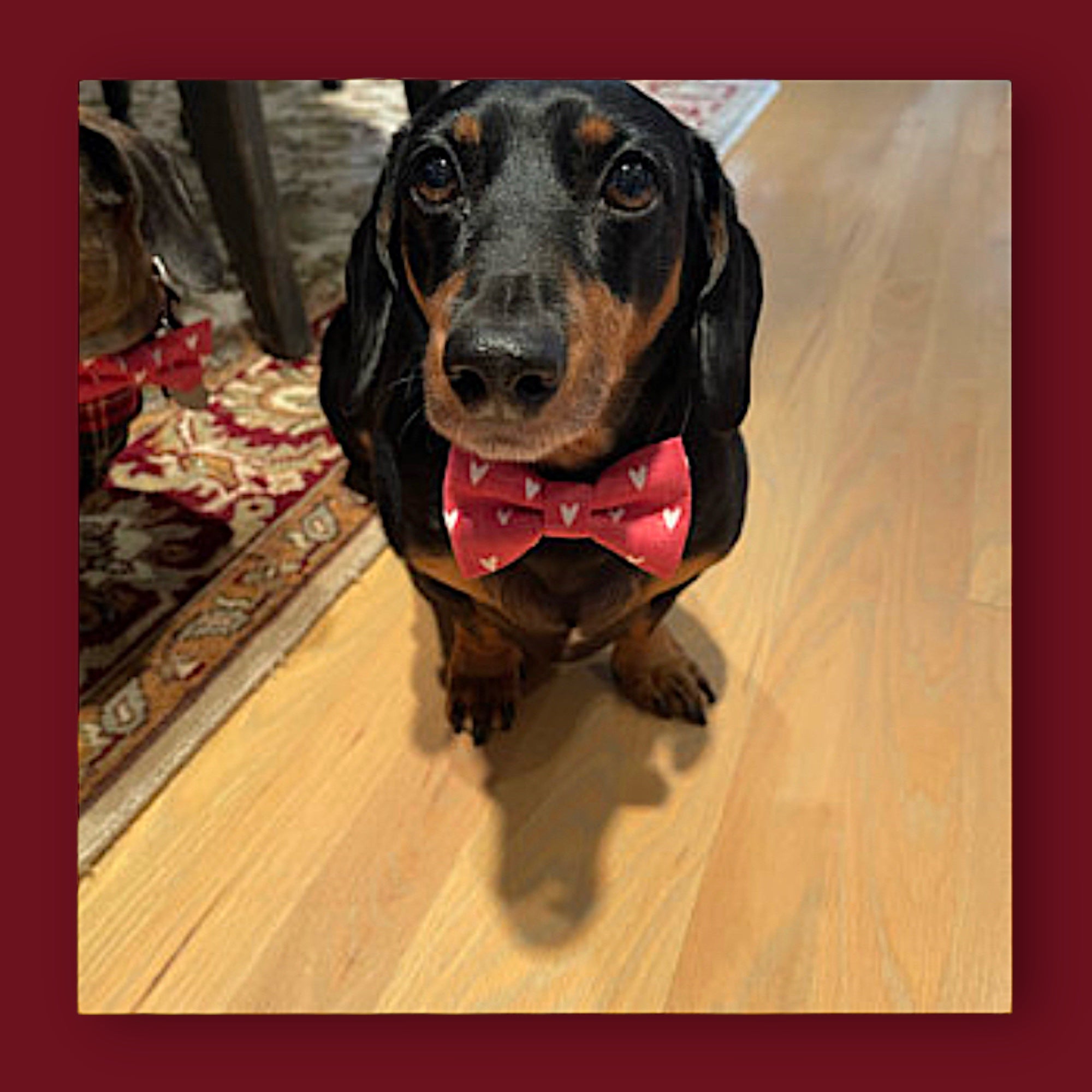 Dachshund with Valentine’s Day dog bow tie worn