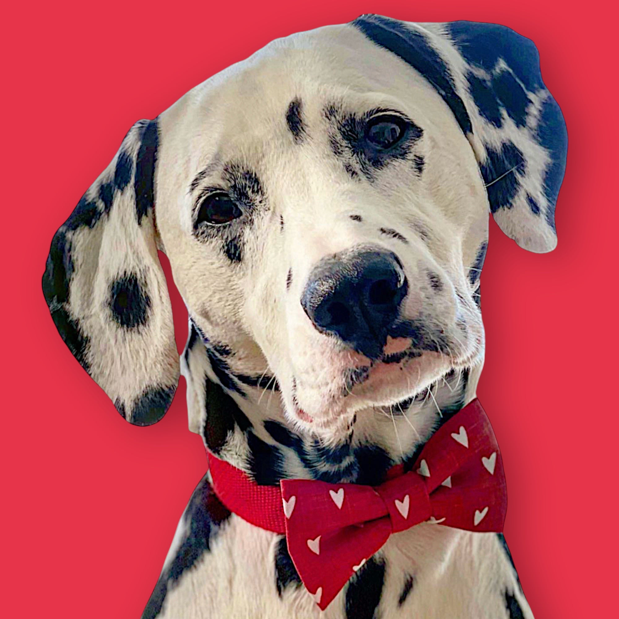Dalmatian wearing a heart dog bow tie