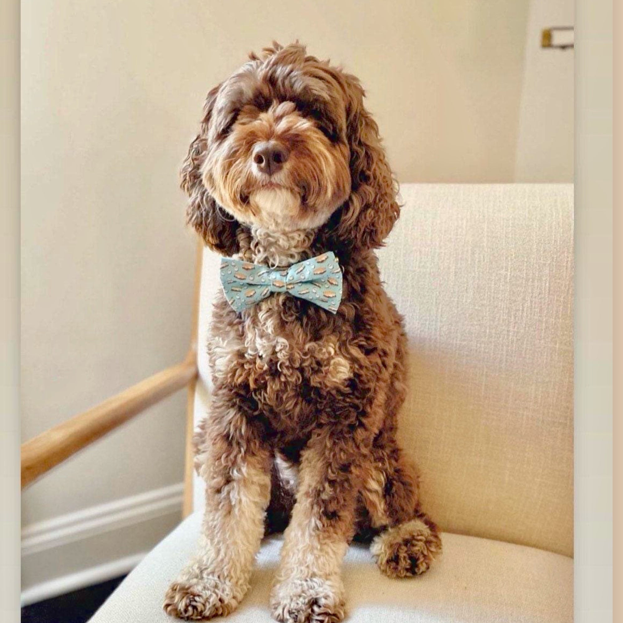 Camping dog bow tie worn by a labradoodle