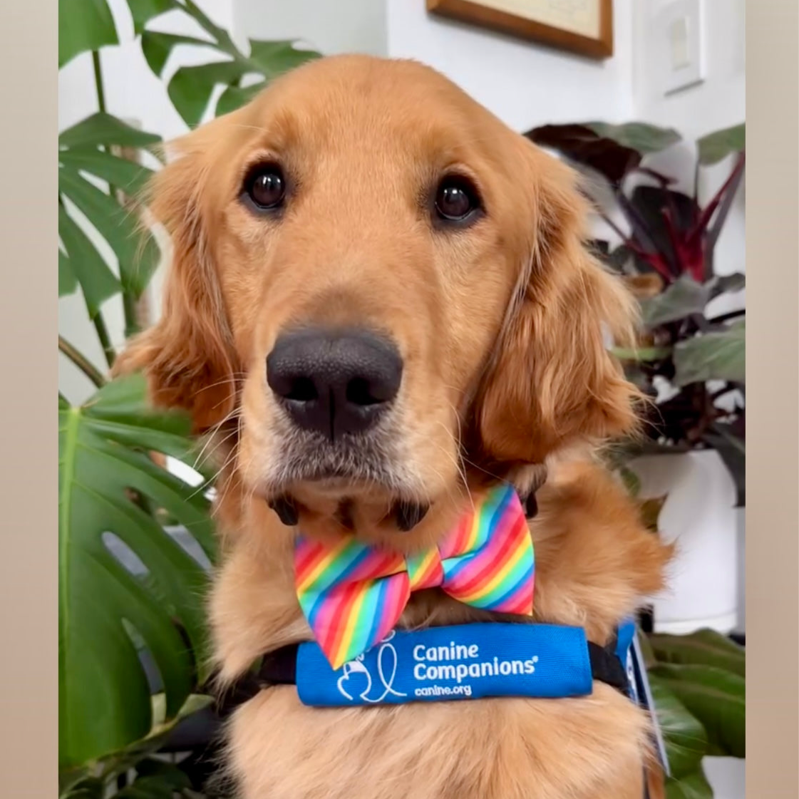Rainbow dog bow tie worn by a golden retriever