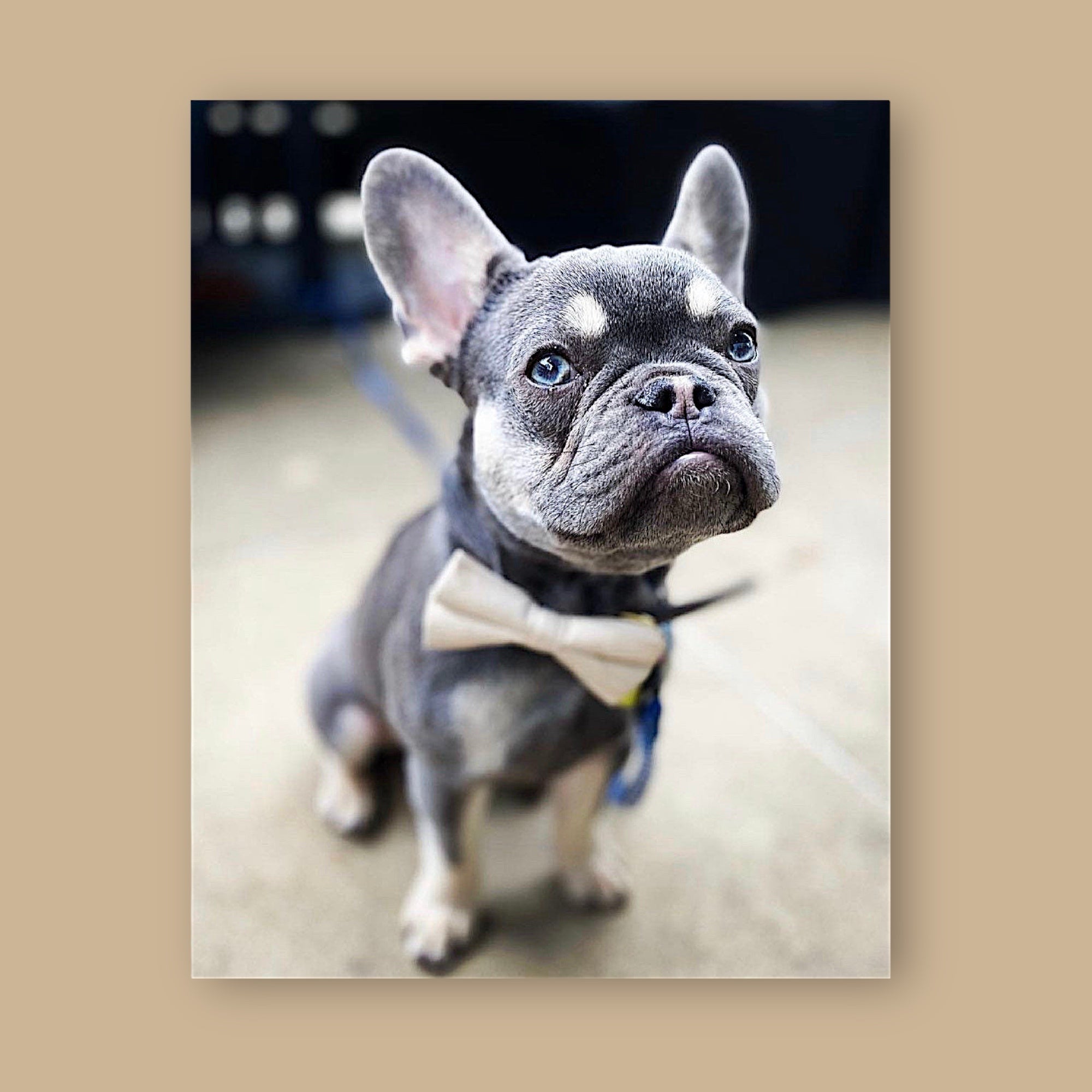 Dog in champagne bow tie