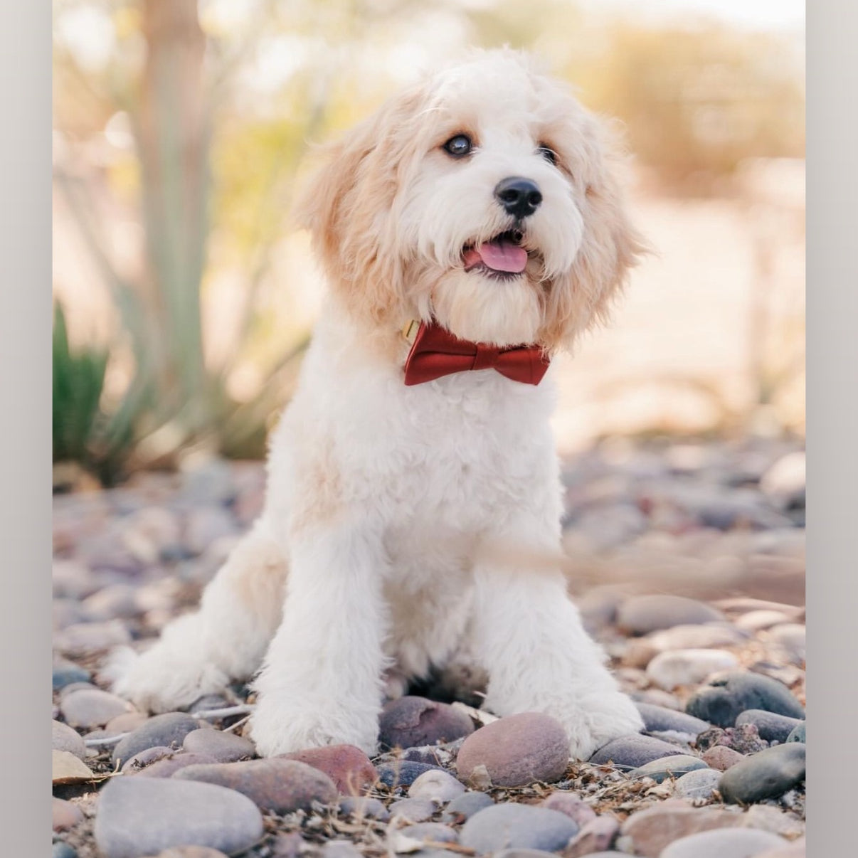 Dog in terracotta dog bow tie