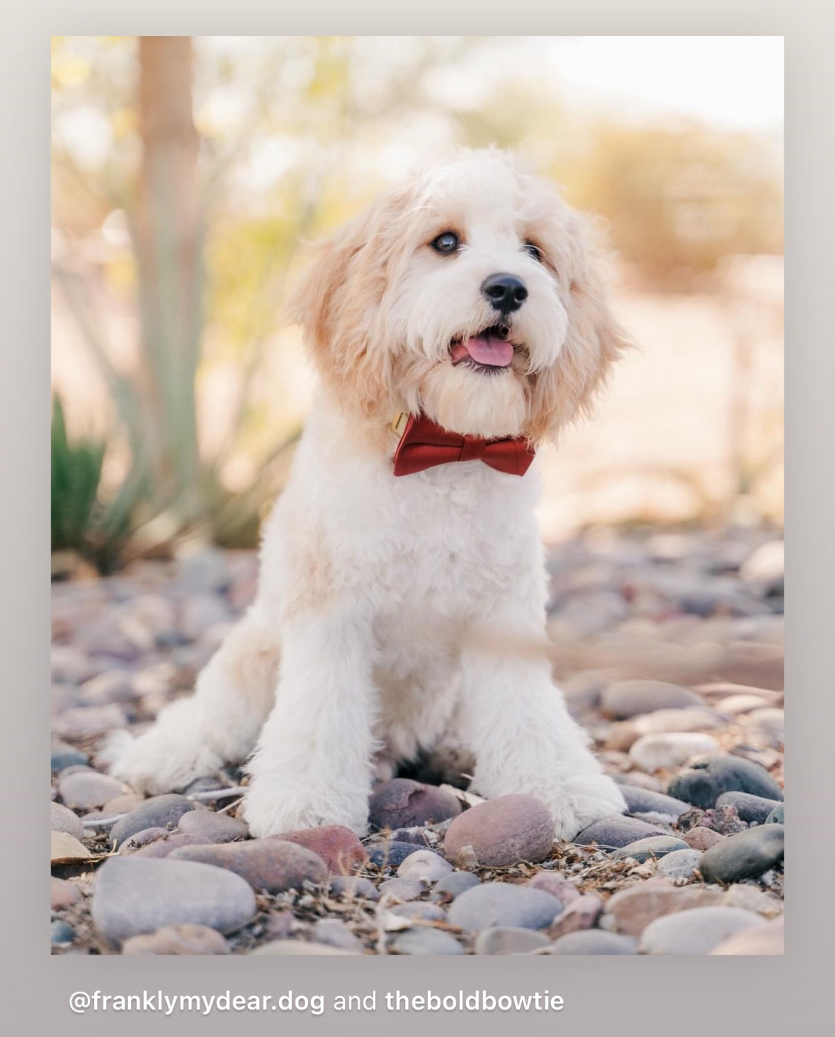 Dog in terracotta dog bow tie