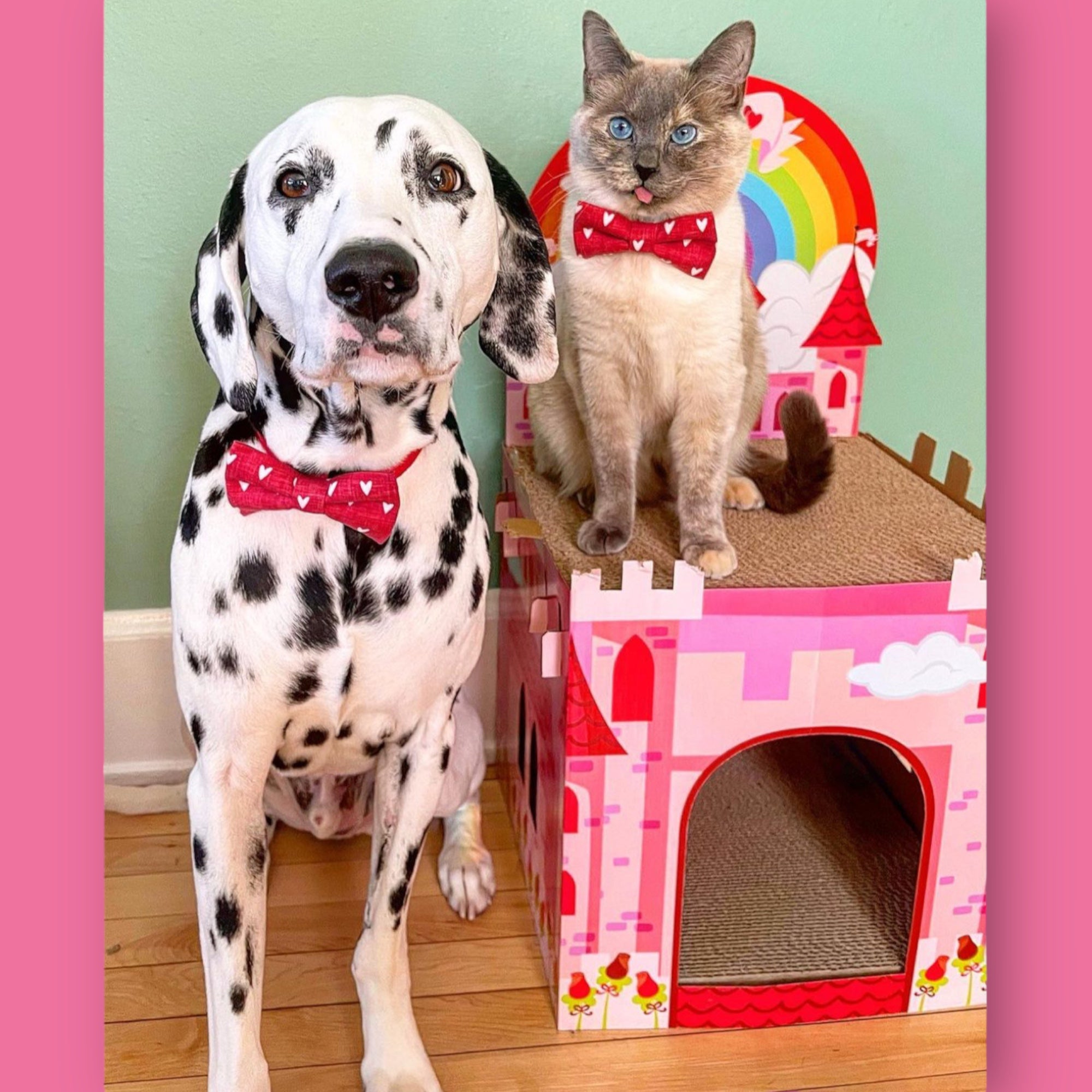 Dalmatian wearing a heart dog bow tie with a heart cat bow tie