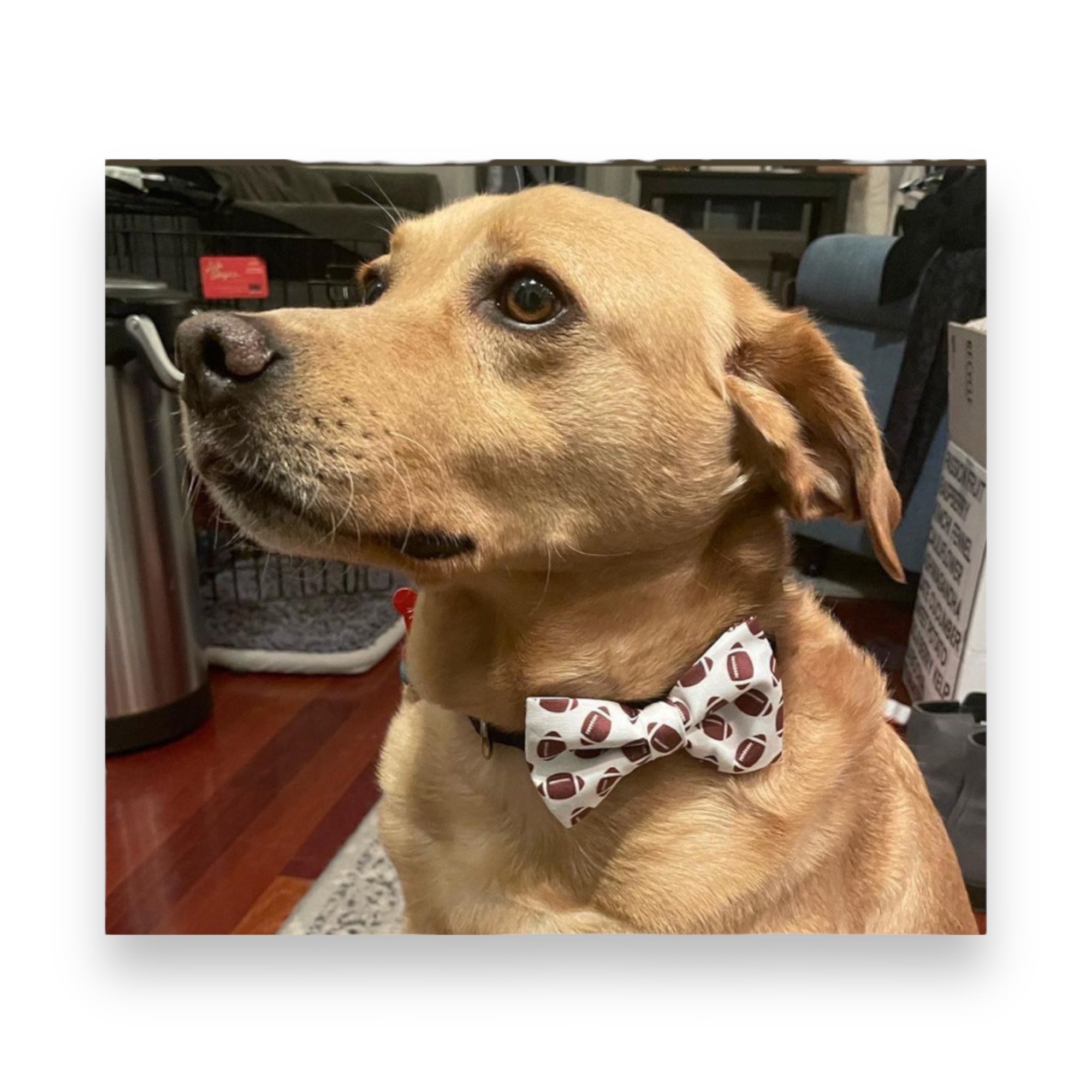 Dog wearing a Football Dog Bow Tie