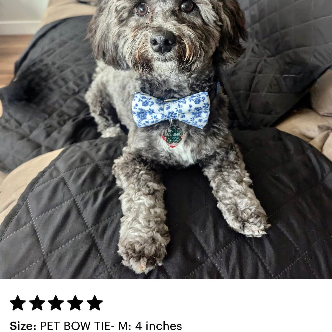 Dog in white and blue dog bow tie