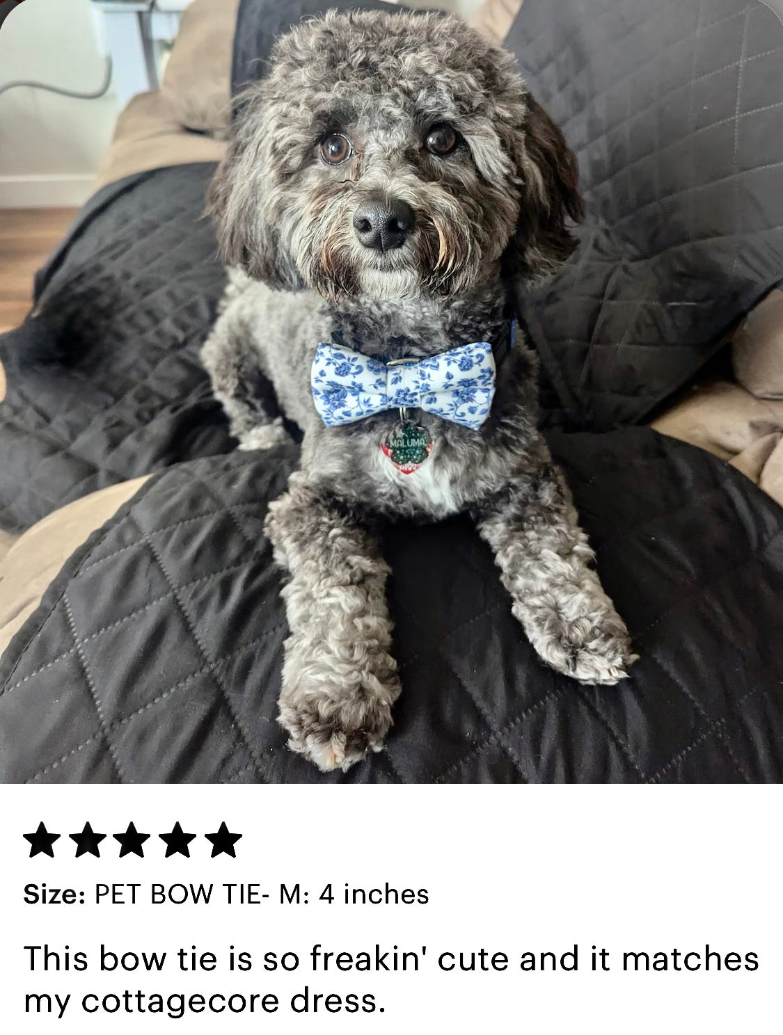 Dog in white and blue dog bow tie