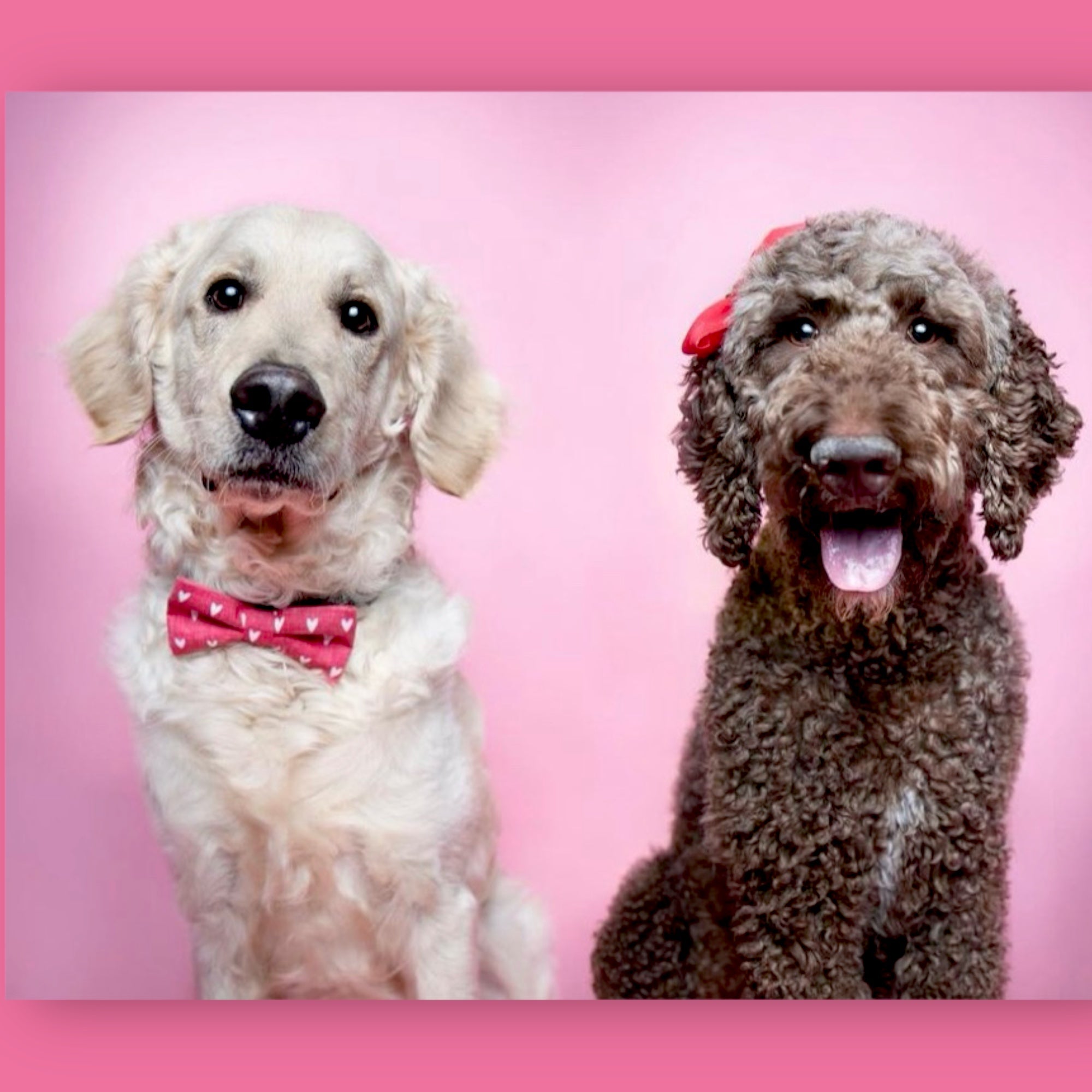 Dog wearing a Red Heart Dog Bow Tie