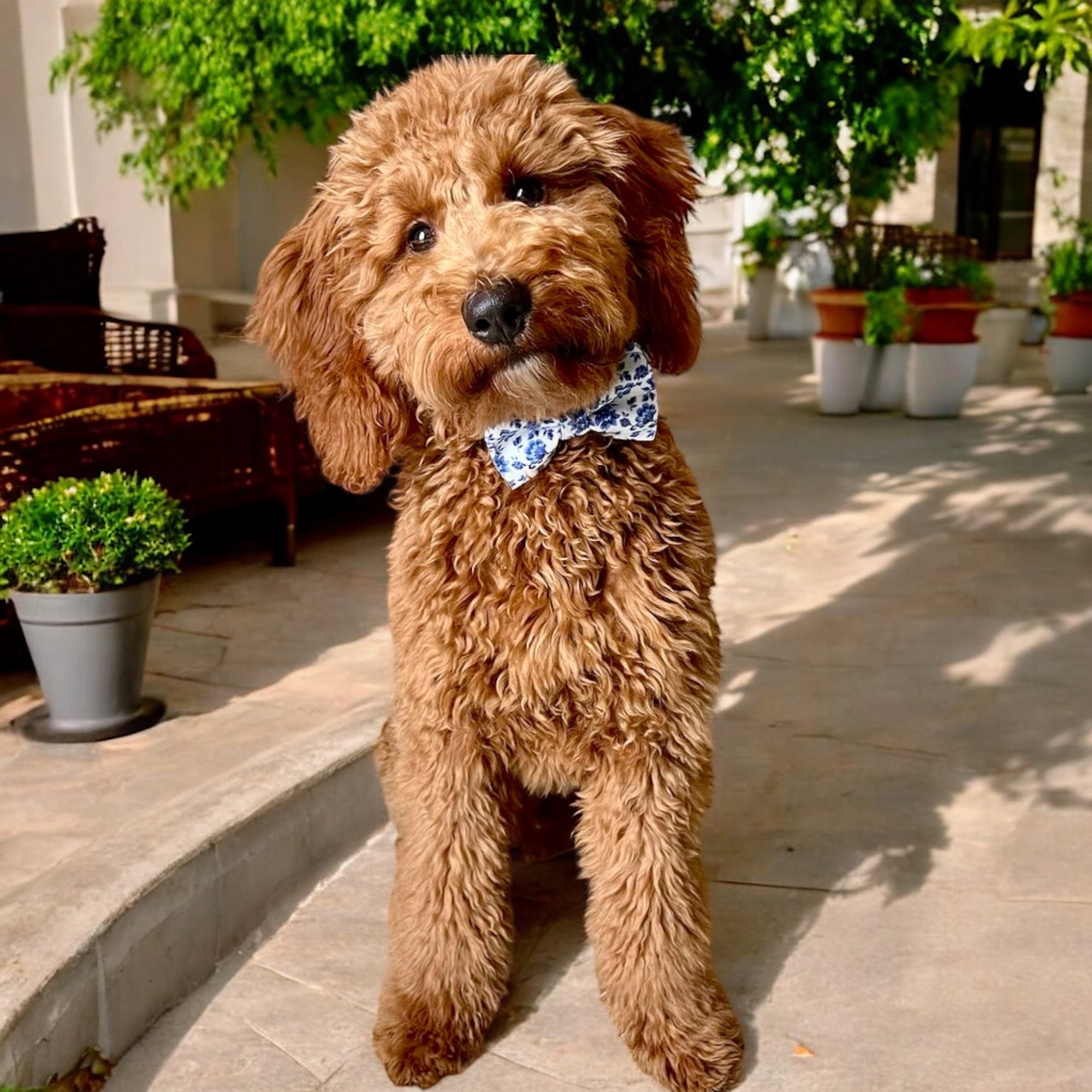 Floral Dog bow tie being worn by a labradoodle