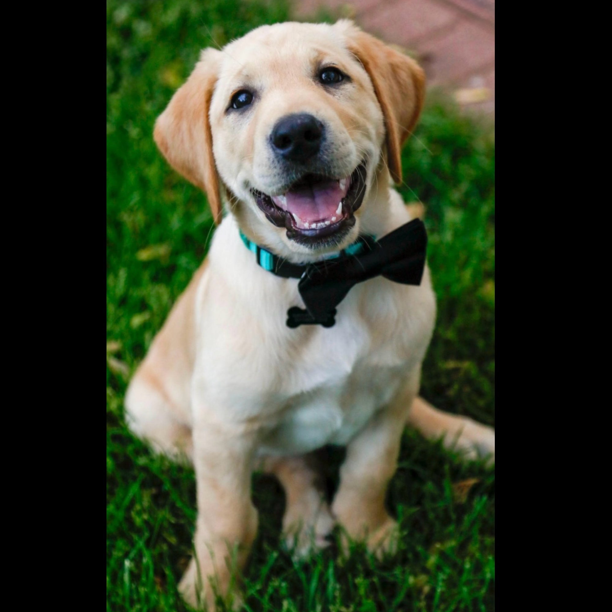 Happy dog wearing a black dog bow tie sitting on grass