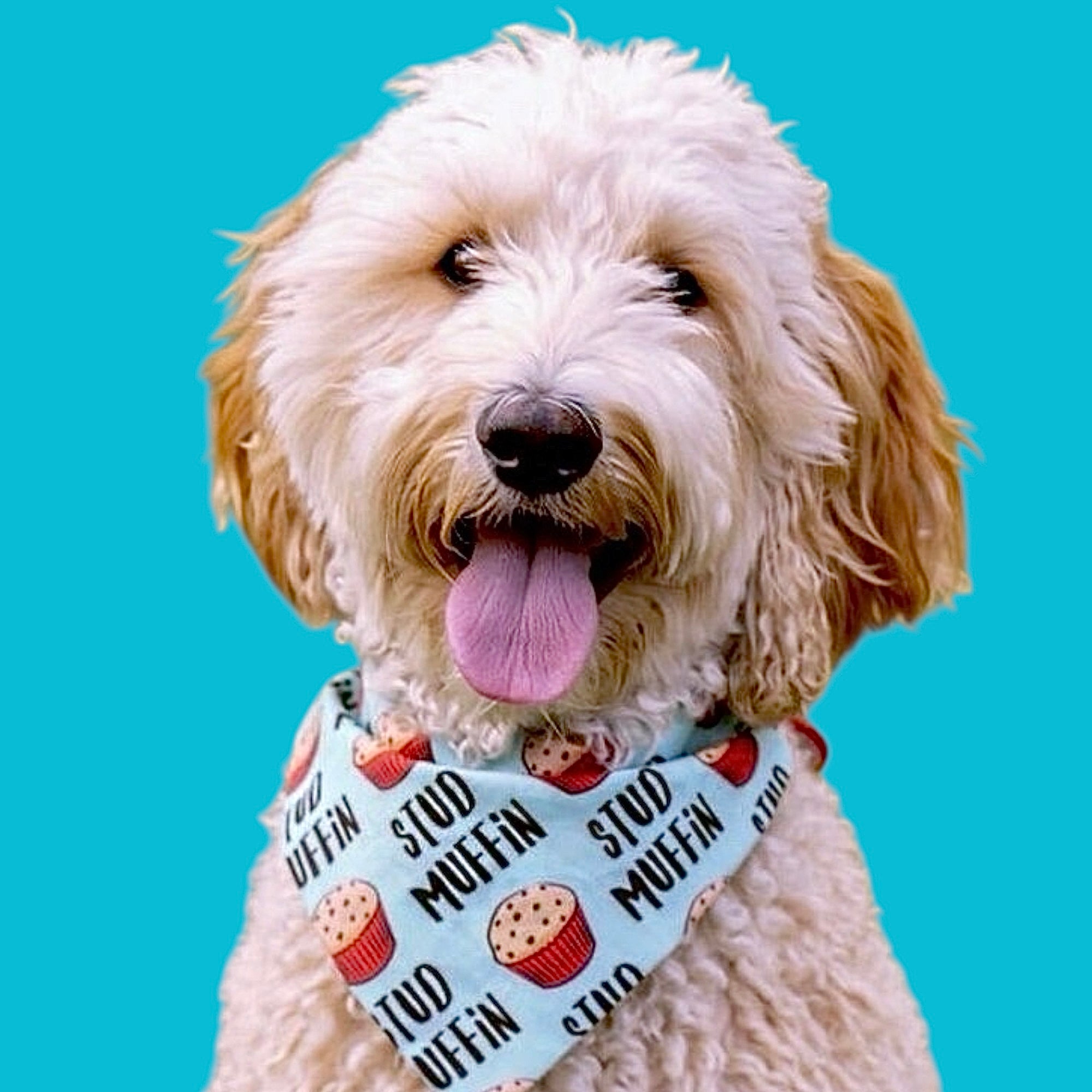pet bandanas and bow ties