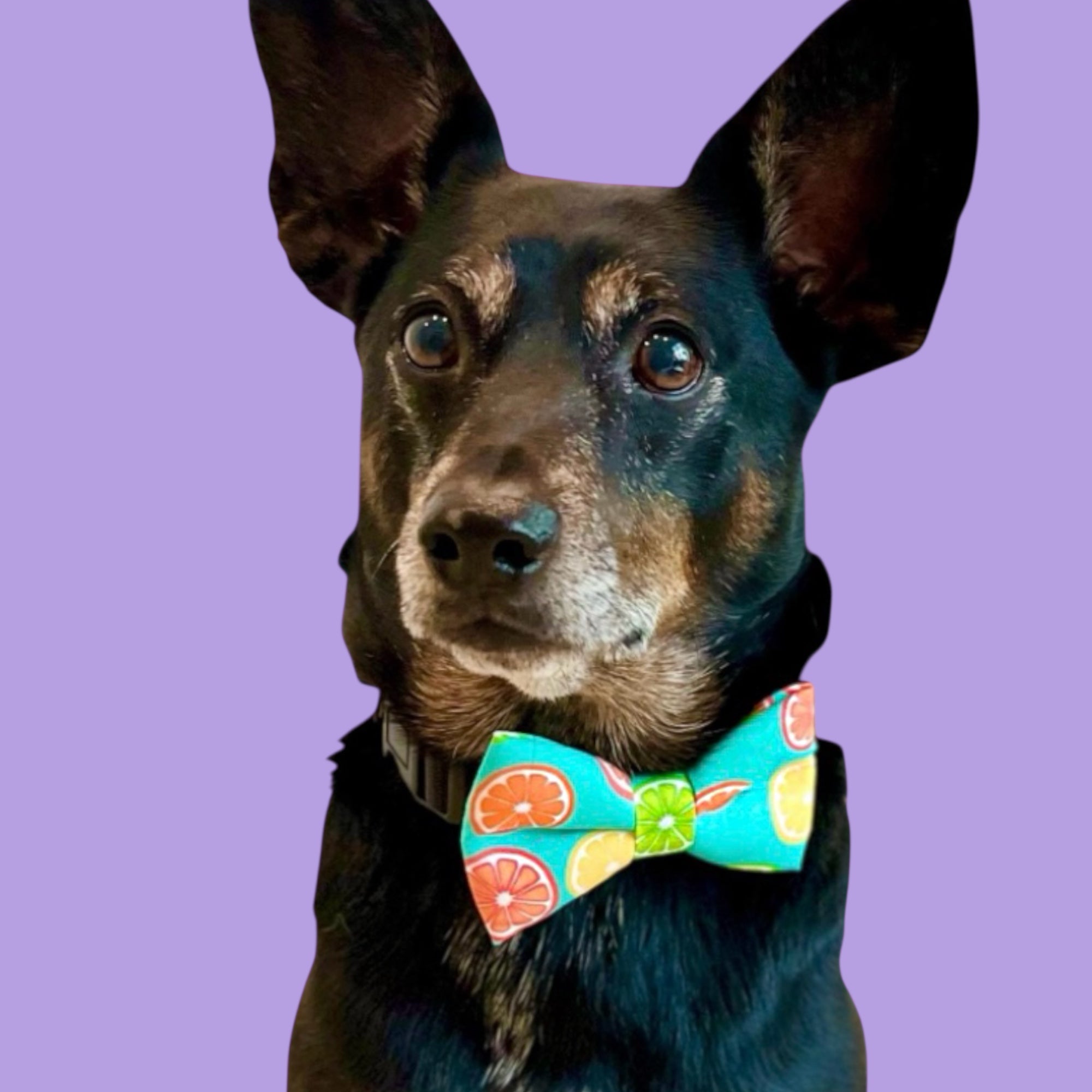 pet bandanas and bow ties