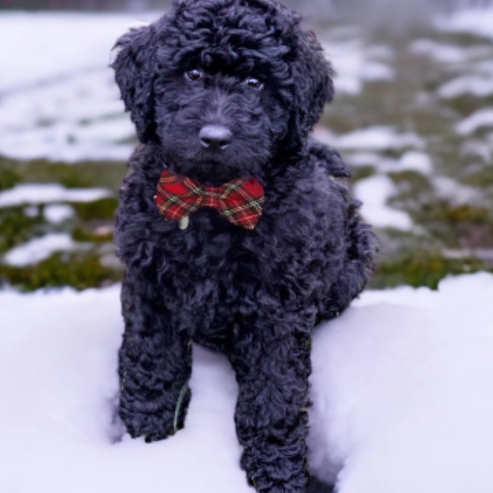 Black puppy wearing a Christmas red plaid bow tie dog