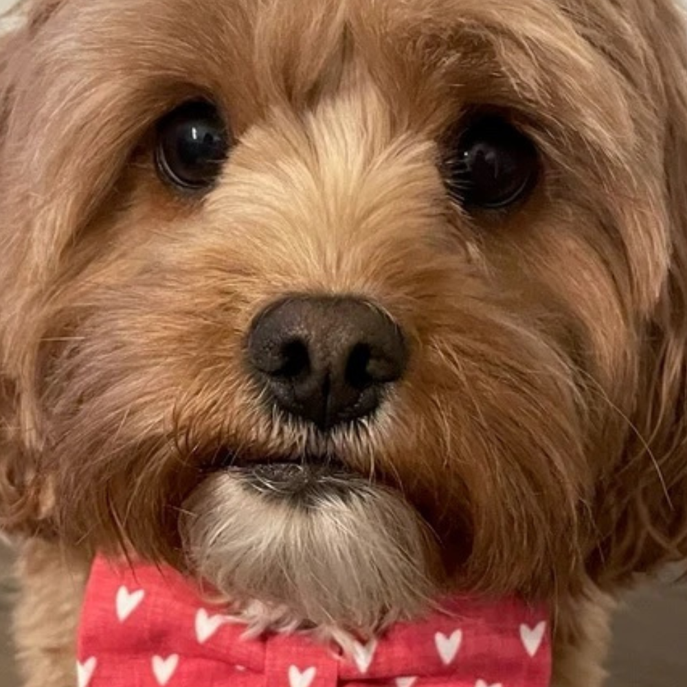 Dog with heart dog bow tie being worn