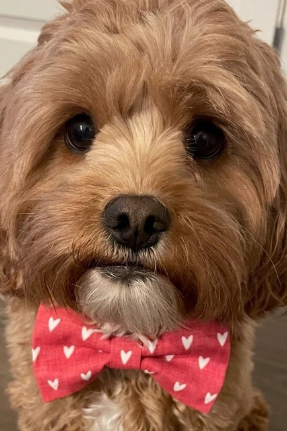 Dog with heart dog bow tie being worn