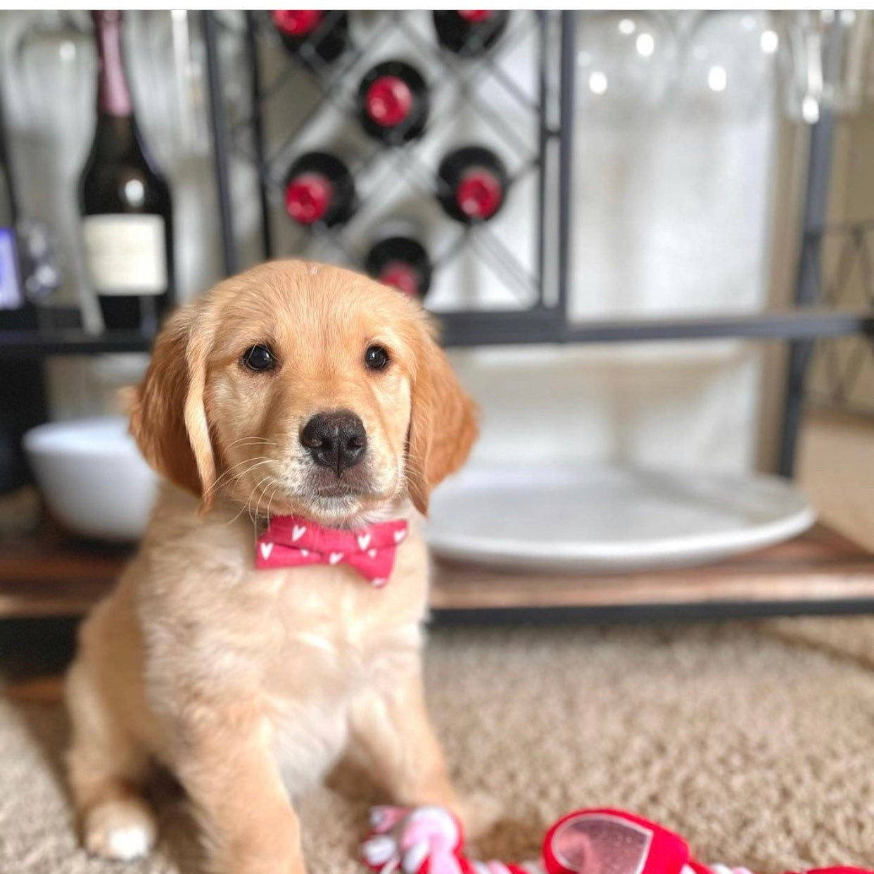 Puppy with dog bow tie being