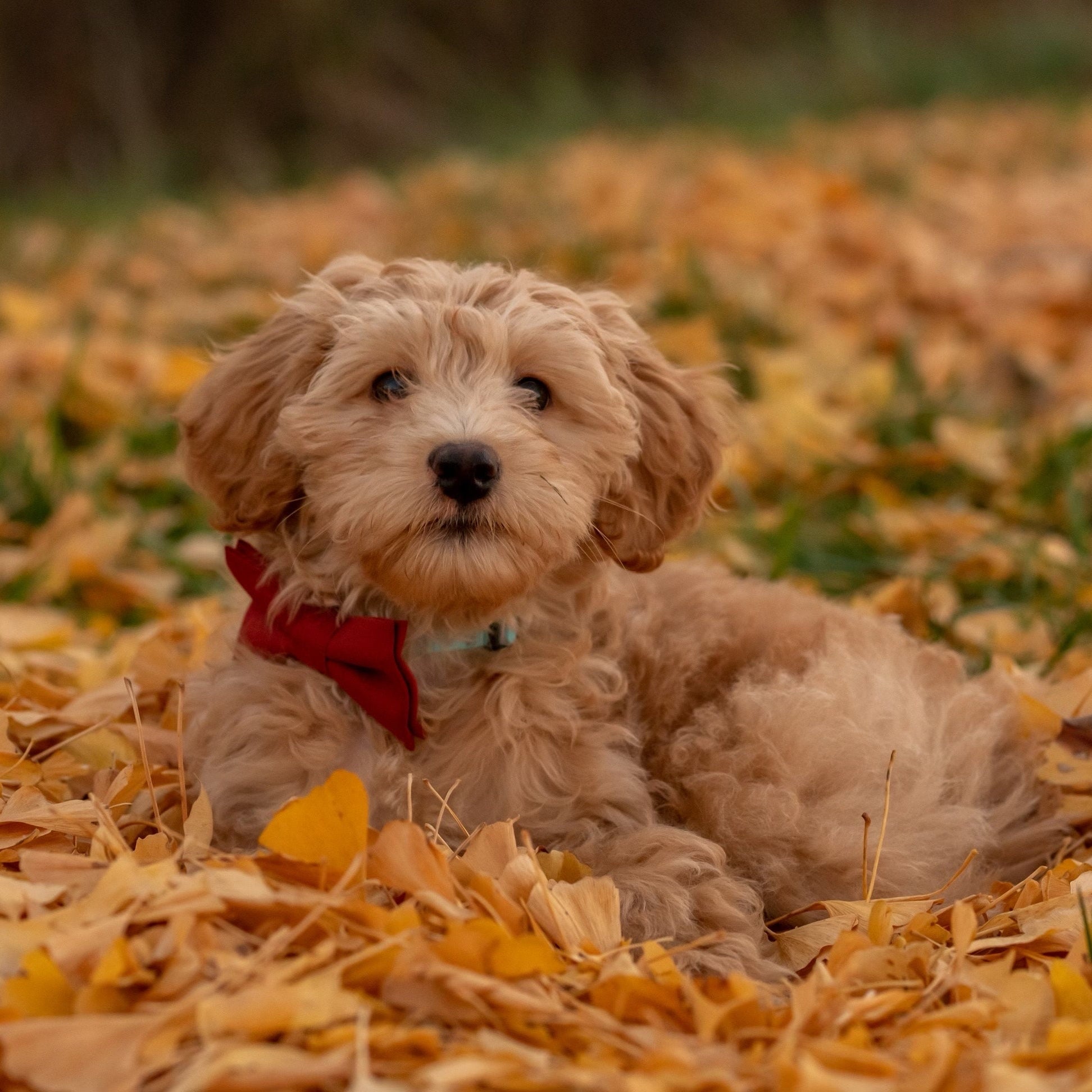 Puppy in terracotta bow tie