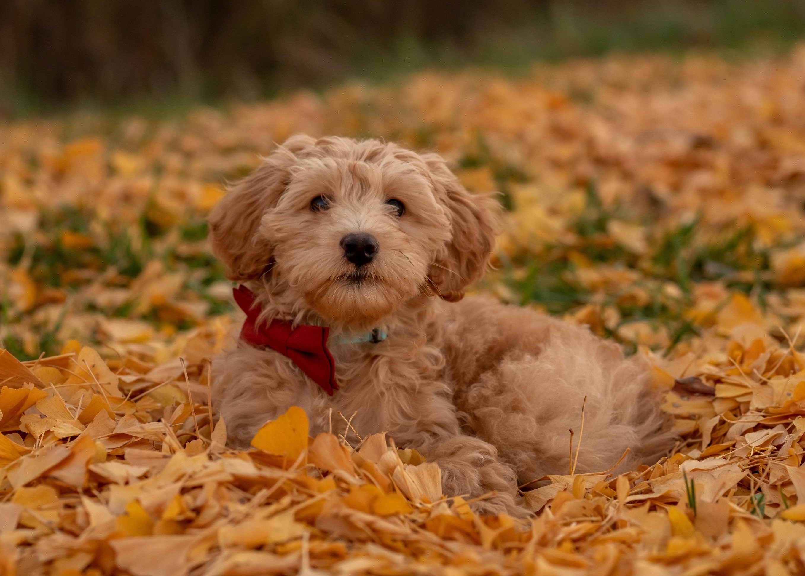 Puppy in terracotta bow tie