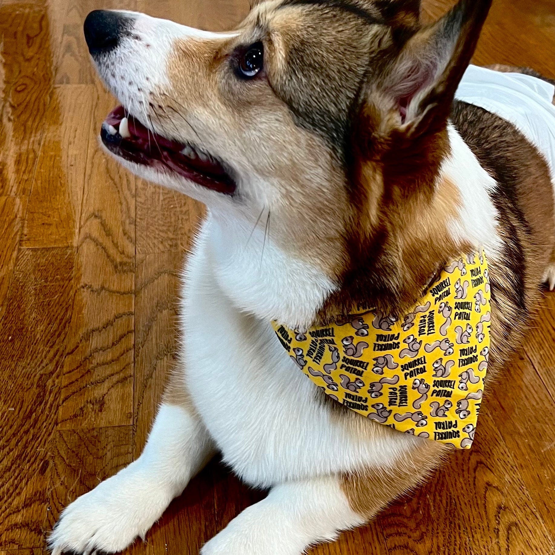 Dog Bandana with Squirrels, Squirrel Patrol Dog Bandanas for Dog Birthday Gift, Over the Collar Pet Bandana