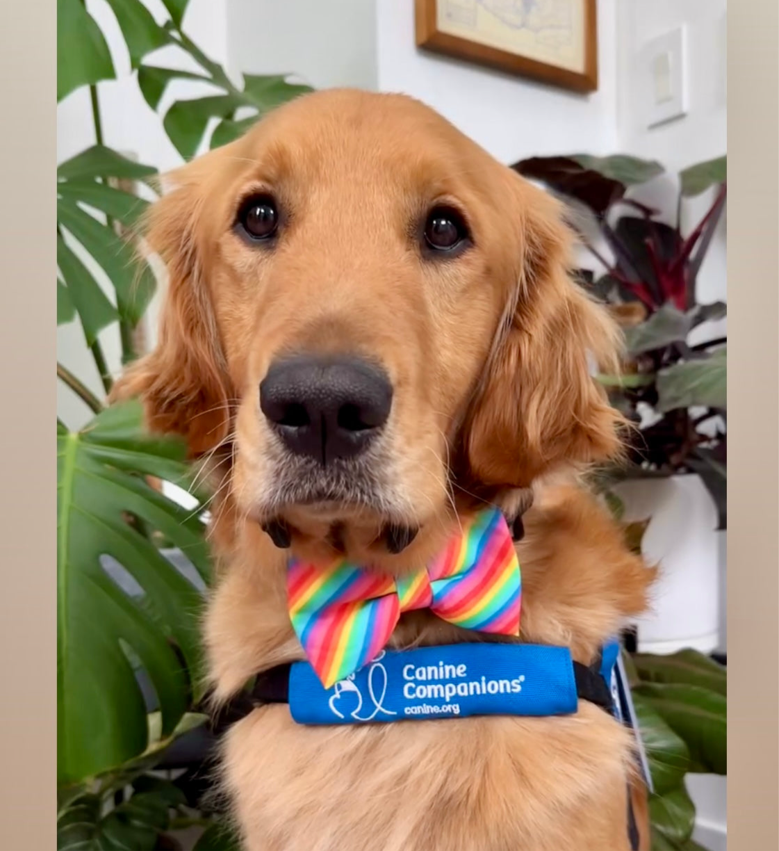 Rainbow dog bow tie worn by a golden retriever