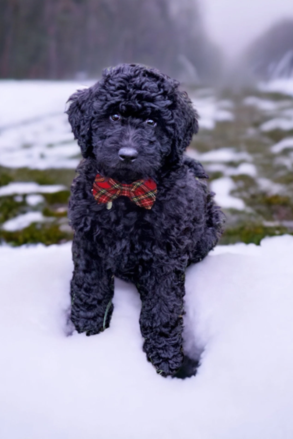 Black puppy wearing a Christmas red plaid bow tie dog