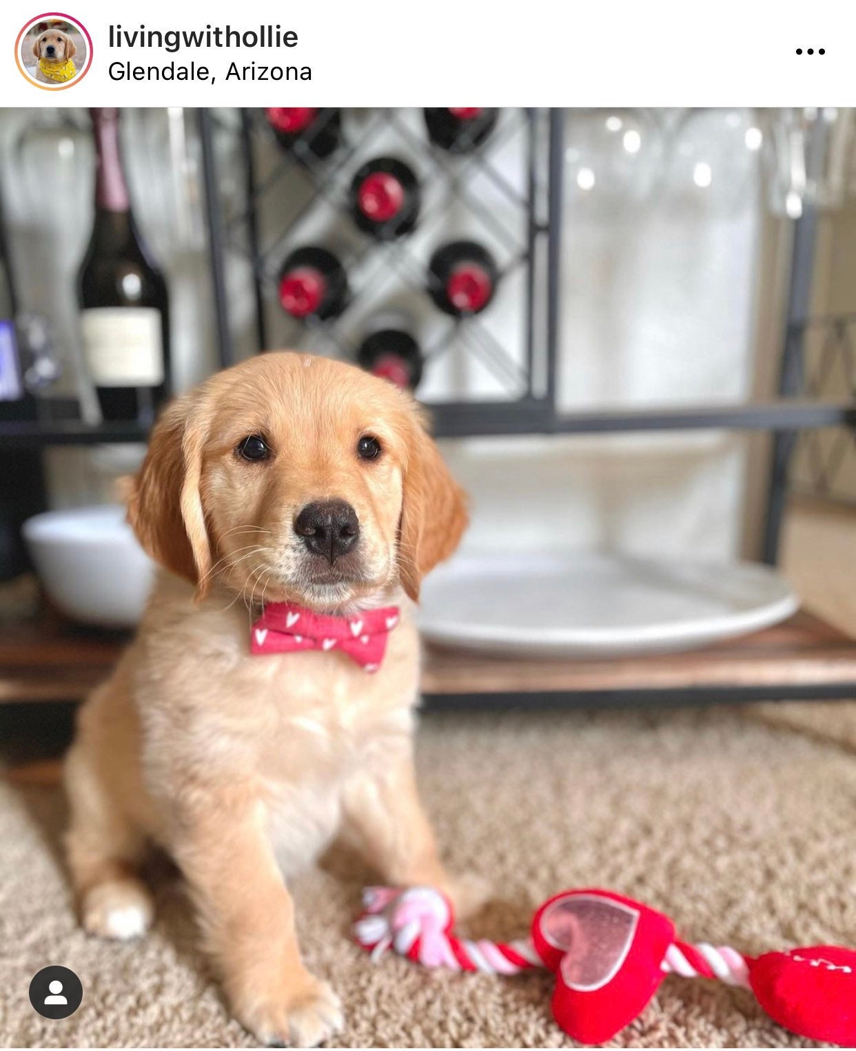 Puppy with dog bow tie being